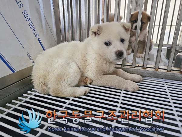 한국동물구조관리협회_441409202400038