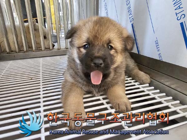 한국동물구조관리협회_441409202400044