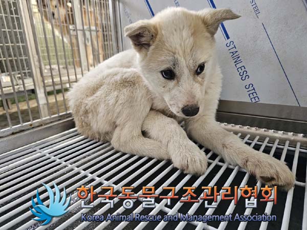 한국동물구조관리협회_441560202400034
