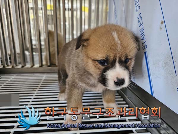 한국동물구조관리협회_441406202400078