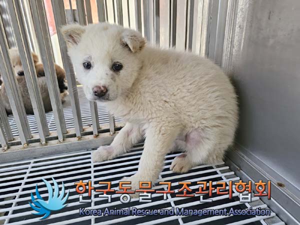 한국동물구조관리협회_441409202400039