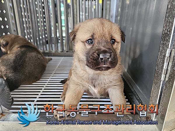 종료(자연사) 믹스…