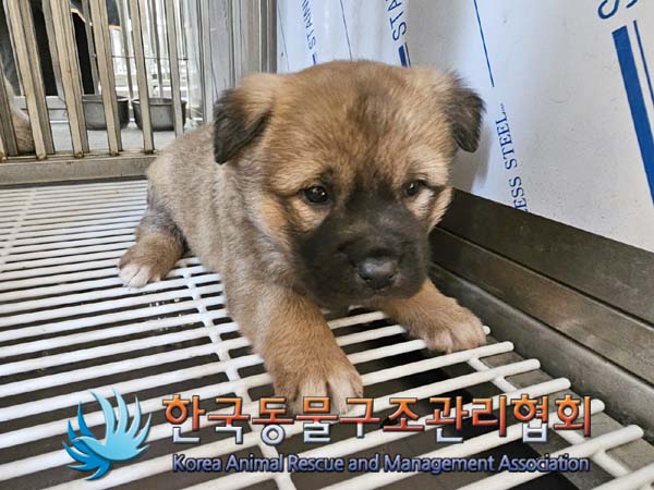한국동물구조관리협회_441409202400045