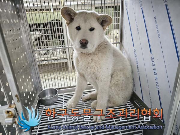 종료(안락사) 믹스…