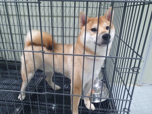 남양주시동물보호센터_441399202400058