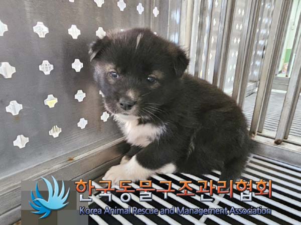 한국동물구조관리협회_441406202400076