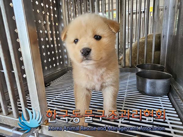 한국동물구조관리협회_441406202400077