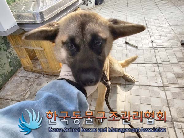한국동물구조관리협회_441409202400046