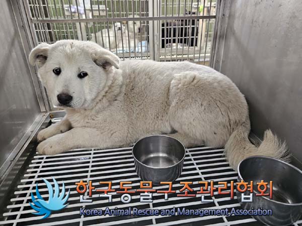 종료(안락사) 믹스…