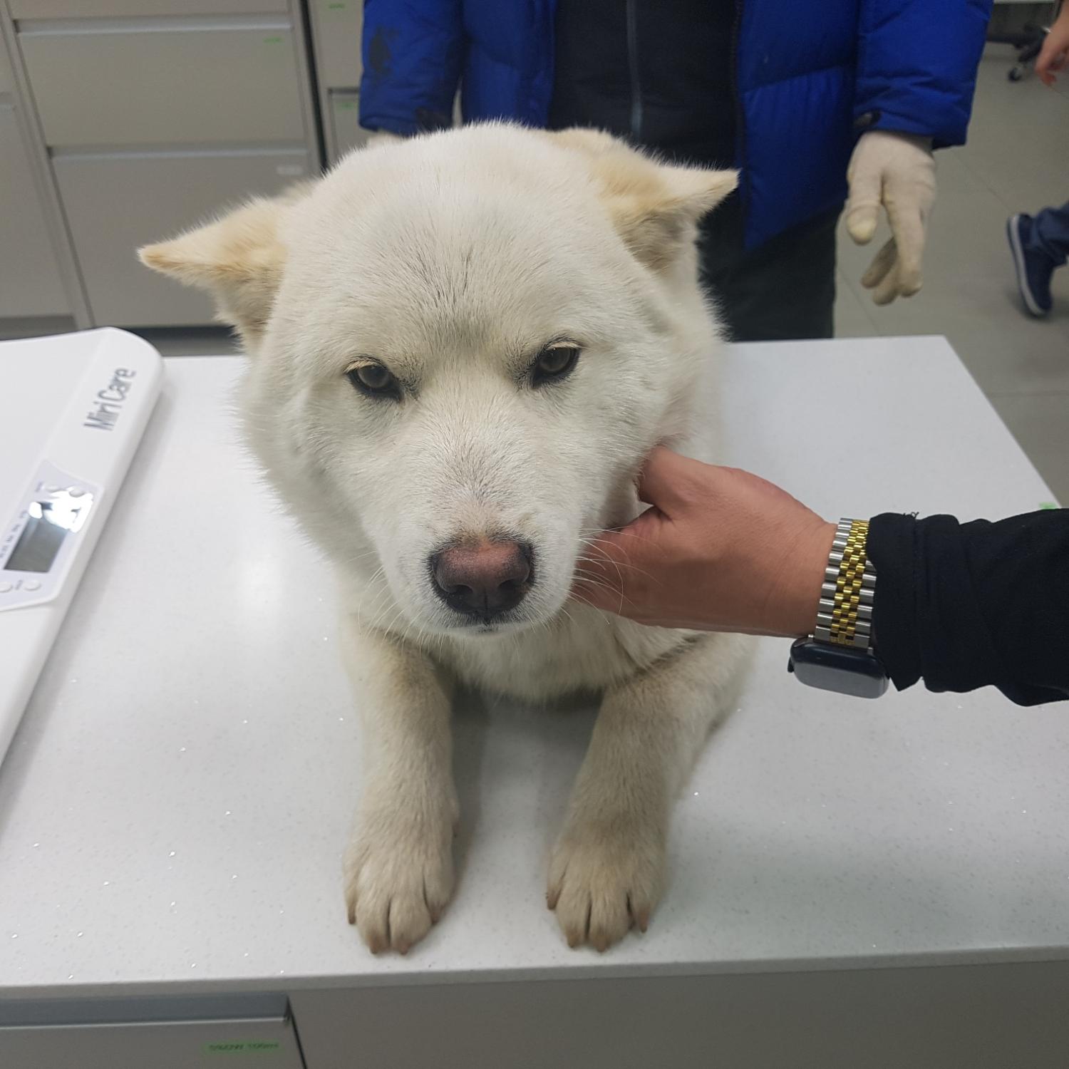 링크늘푸른동물병원_445464202400069