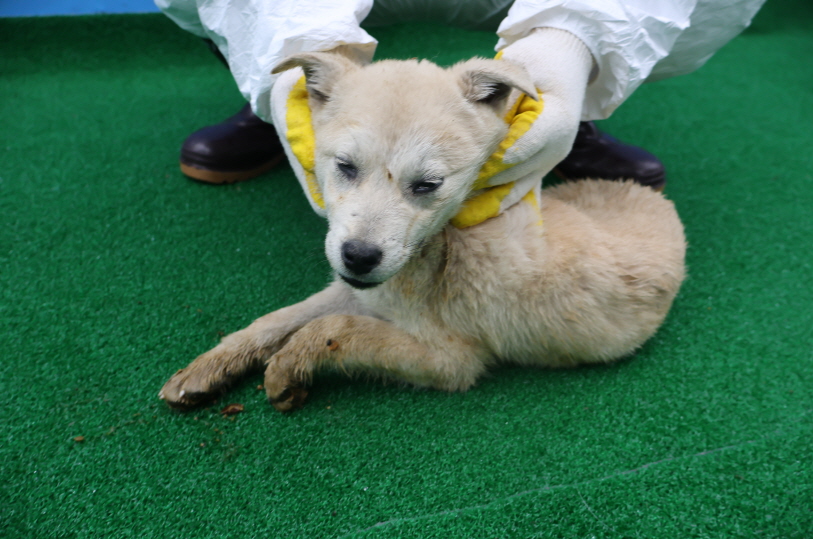 제주 동물보호센터_450650202400208