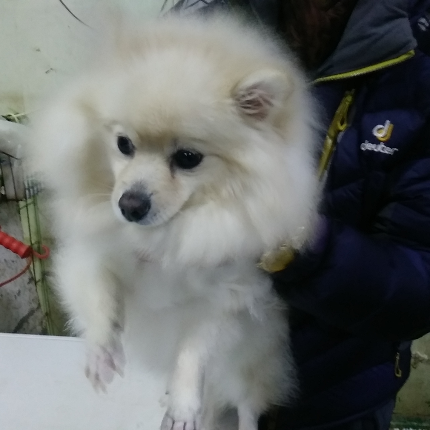 종료(반환) 포메라…