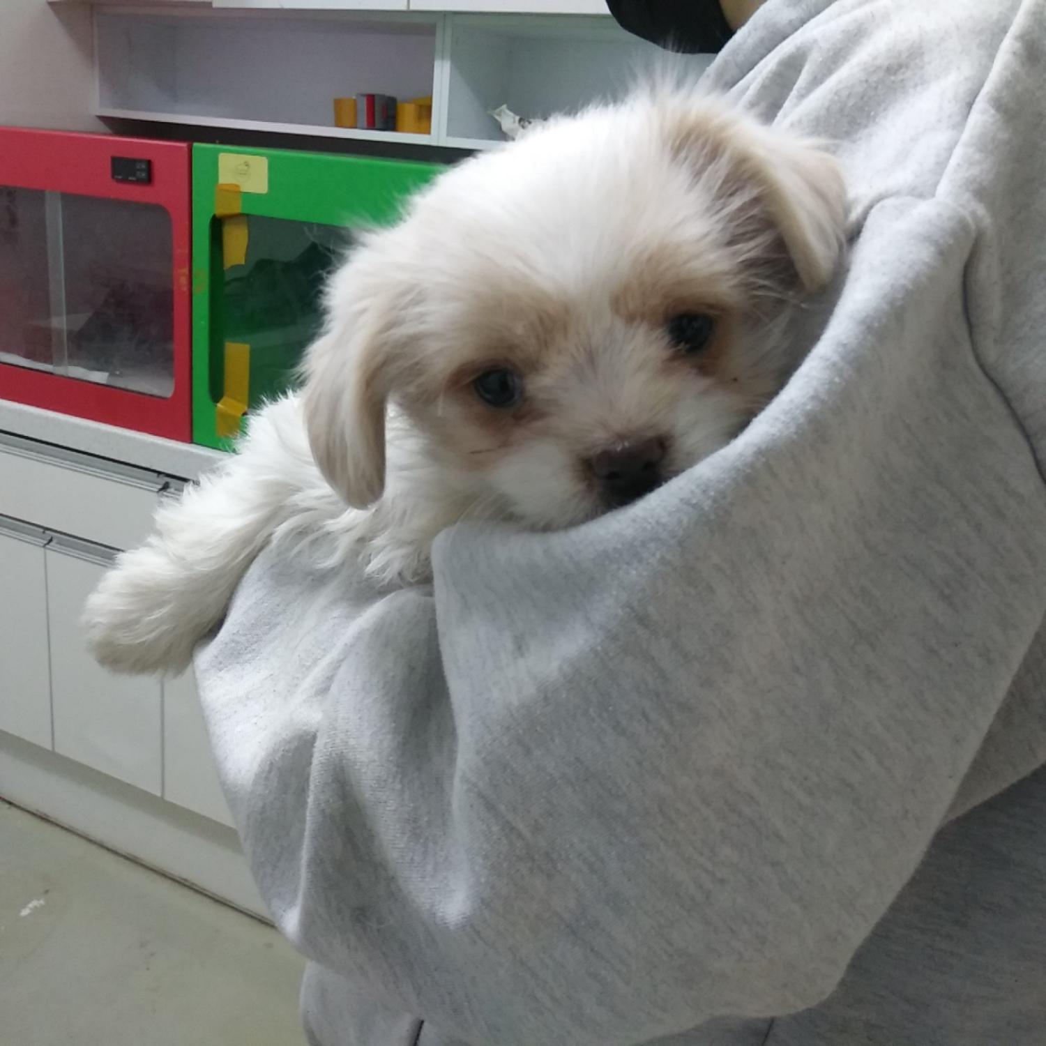 인천수의사회유기동물_428358202400018