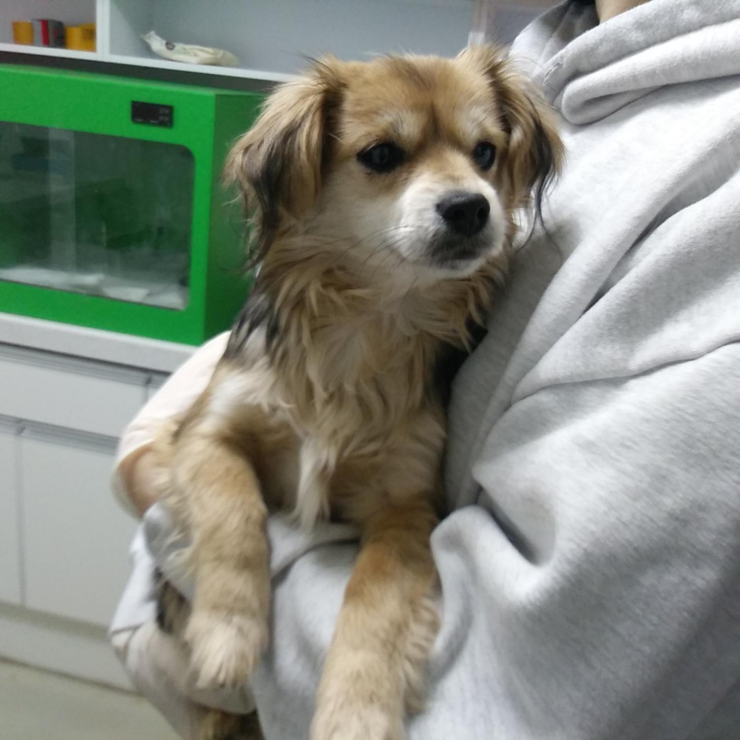 인천수의사회유기동물_428358202400007