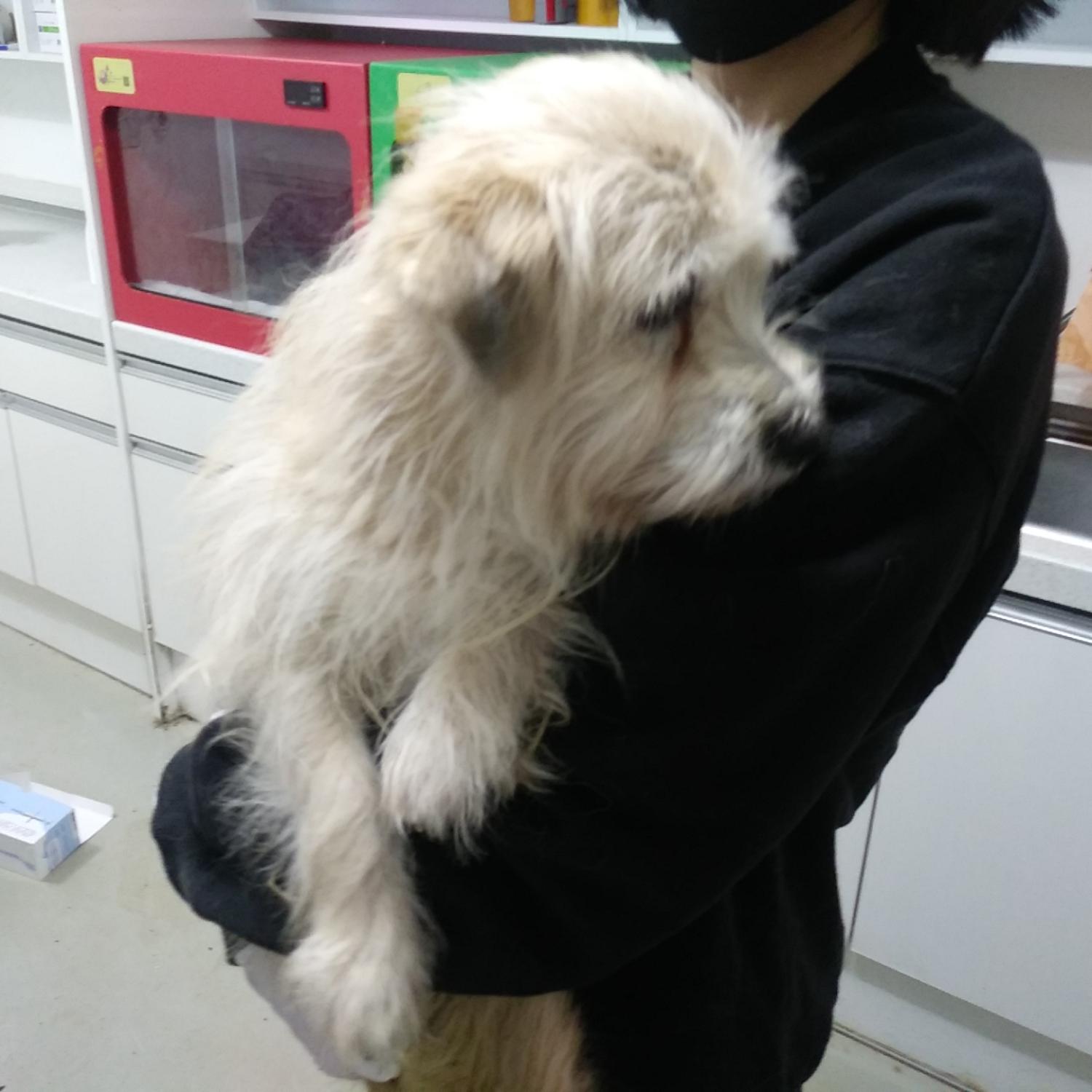 인천수의사회유기동물_428358202400015