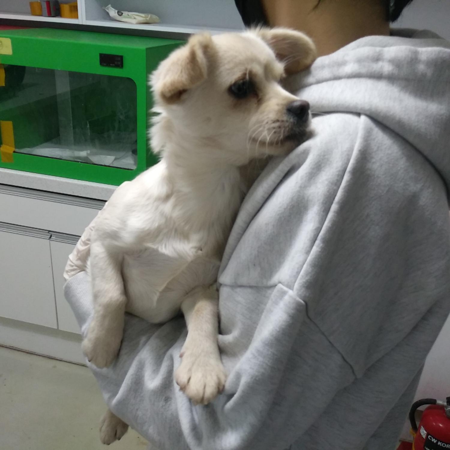 보호중 믹스견의 가…