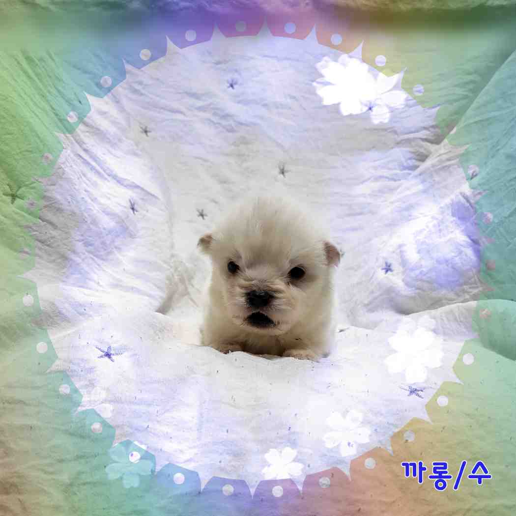 군산유기동물보호센터_445467202400103