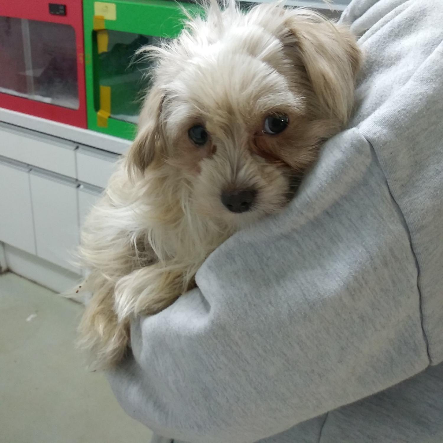 인천수의사회유기동물_428358202400020