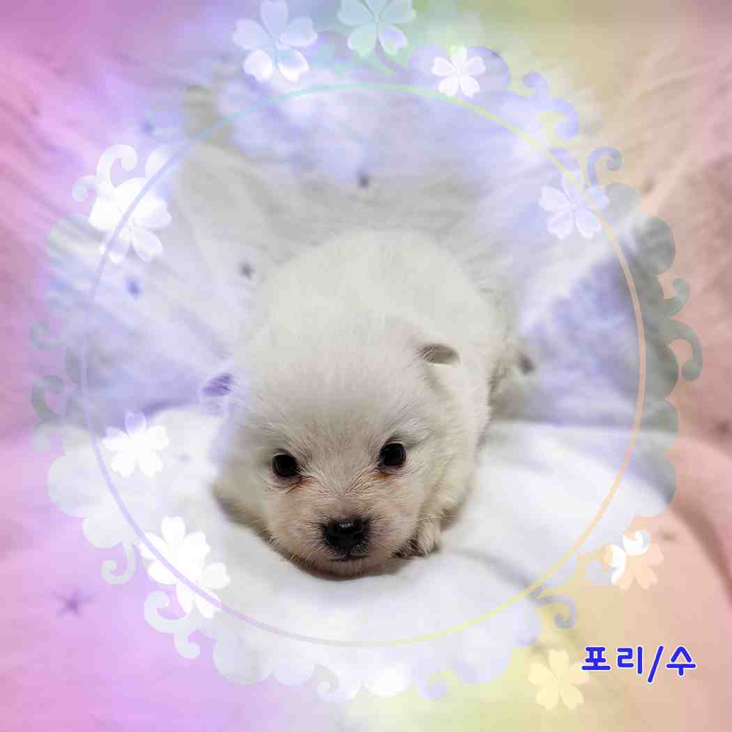 군산유기동물보호센터_445467202400100
