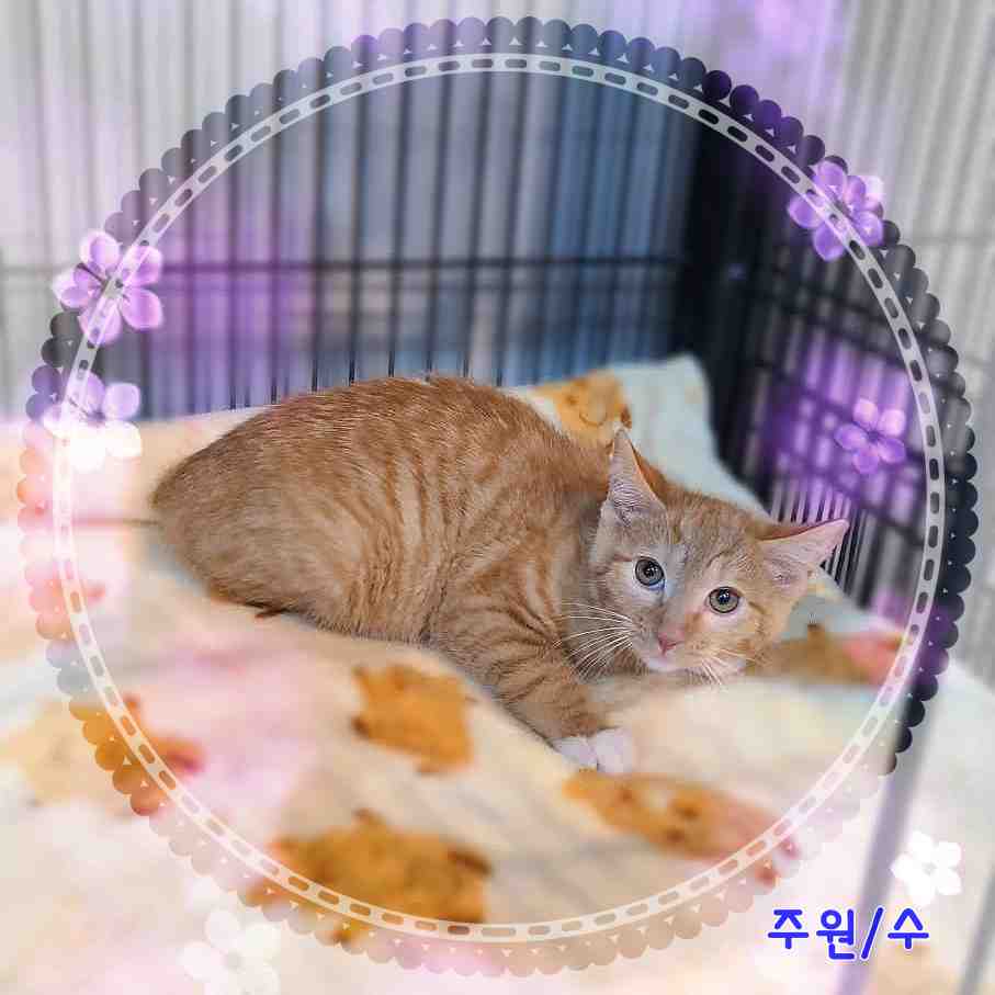 군산유기동물보호센터_445467202400099