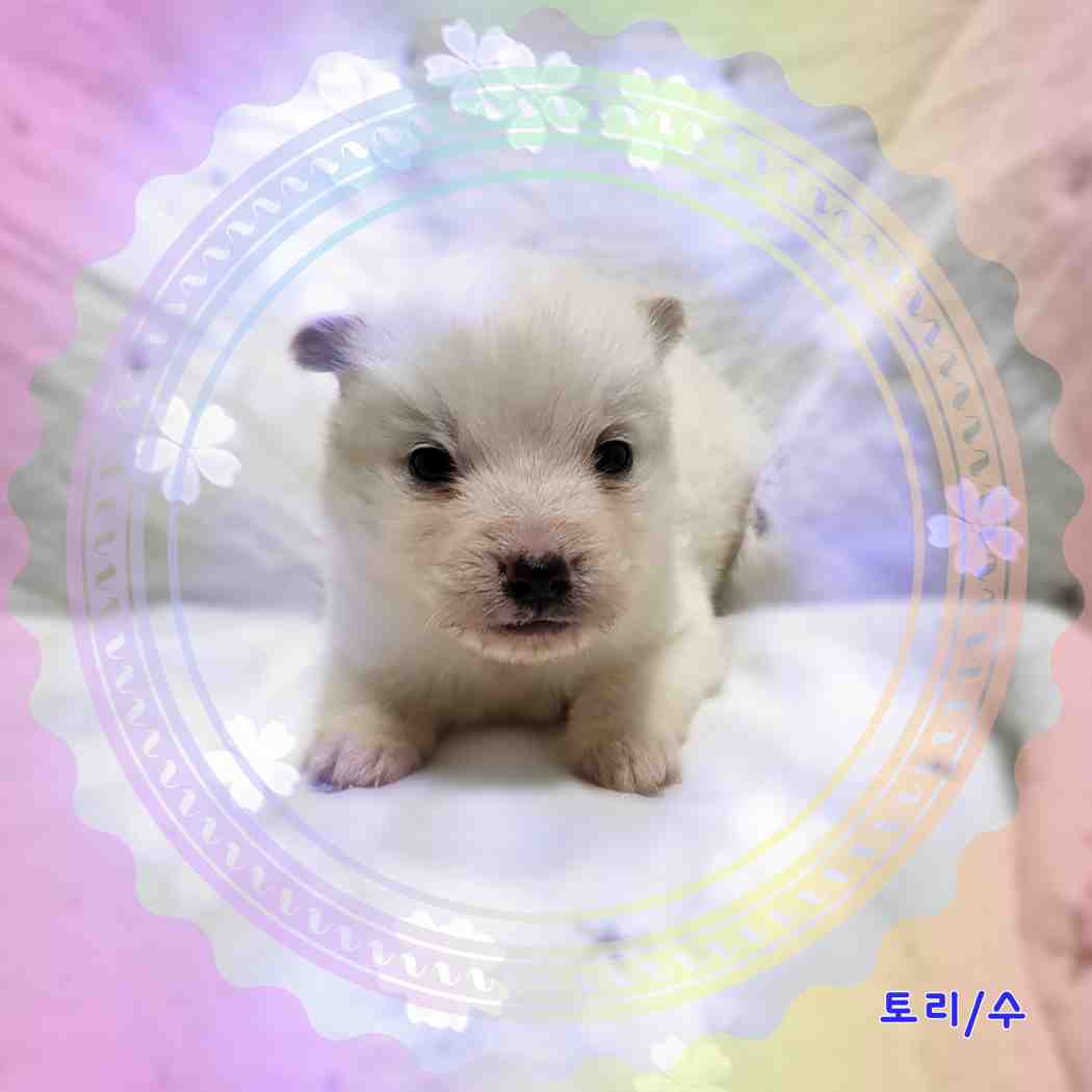 군산유기동물보호센터_445467202400101
