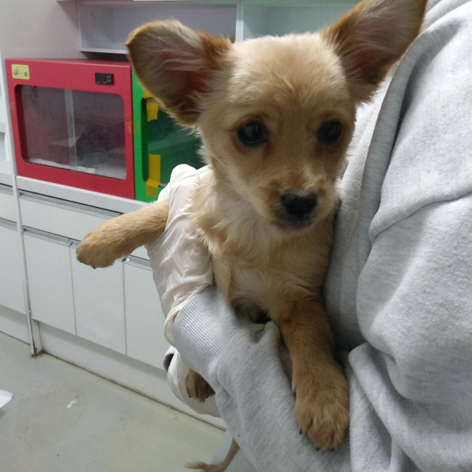 인천수의사회유기동물_428358202400013