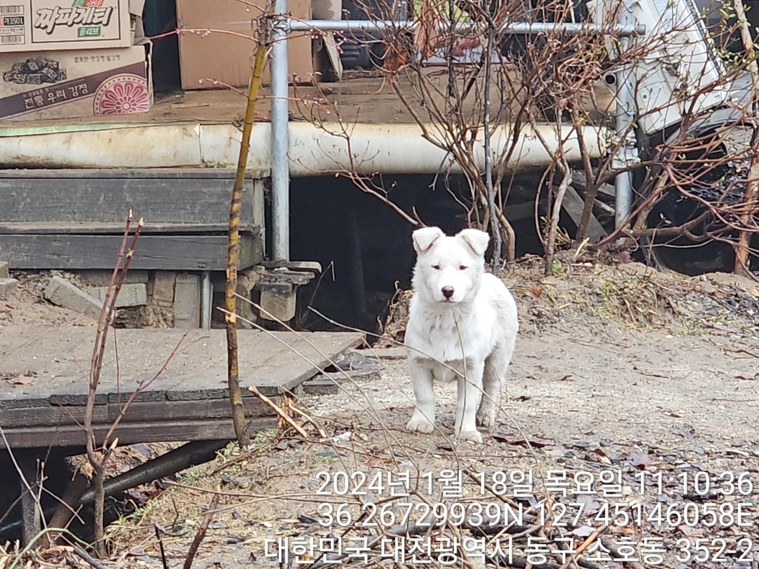 종료(입양) 믹스견…