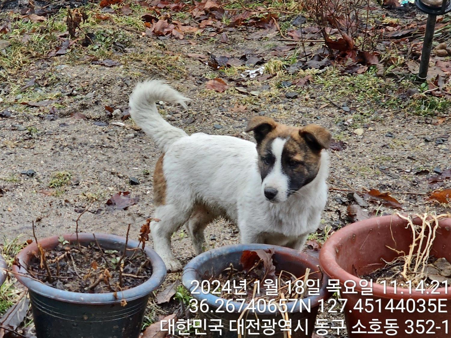 종료(입양) 믹스견…
