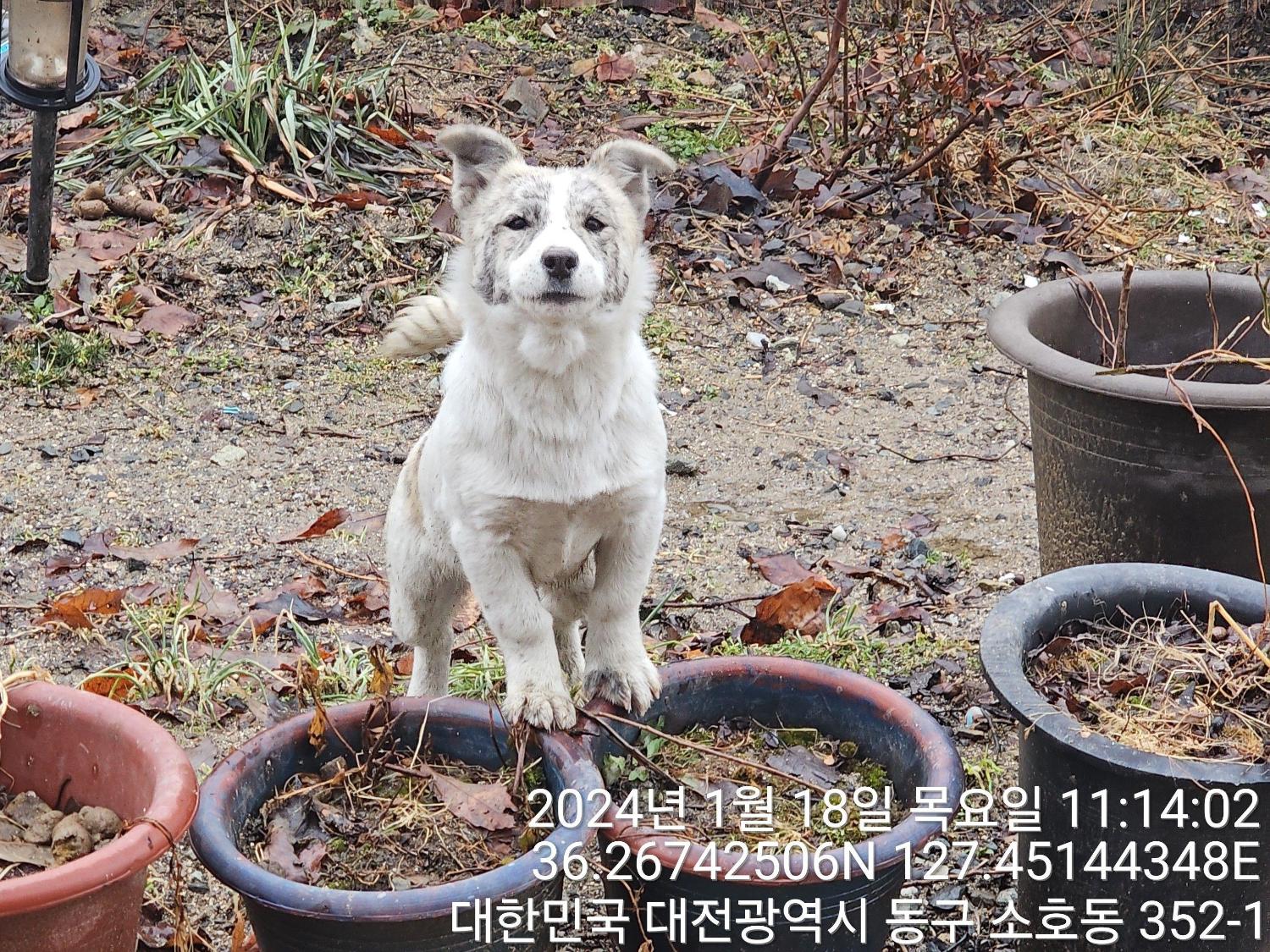 종료(입양) 믹스견…