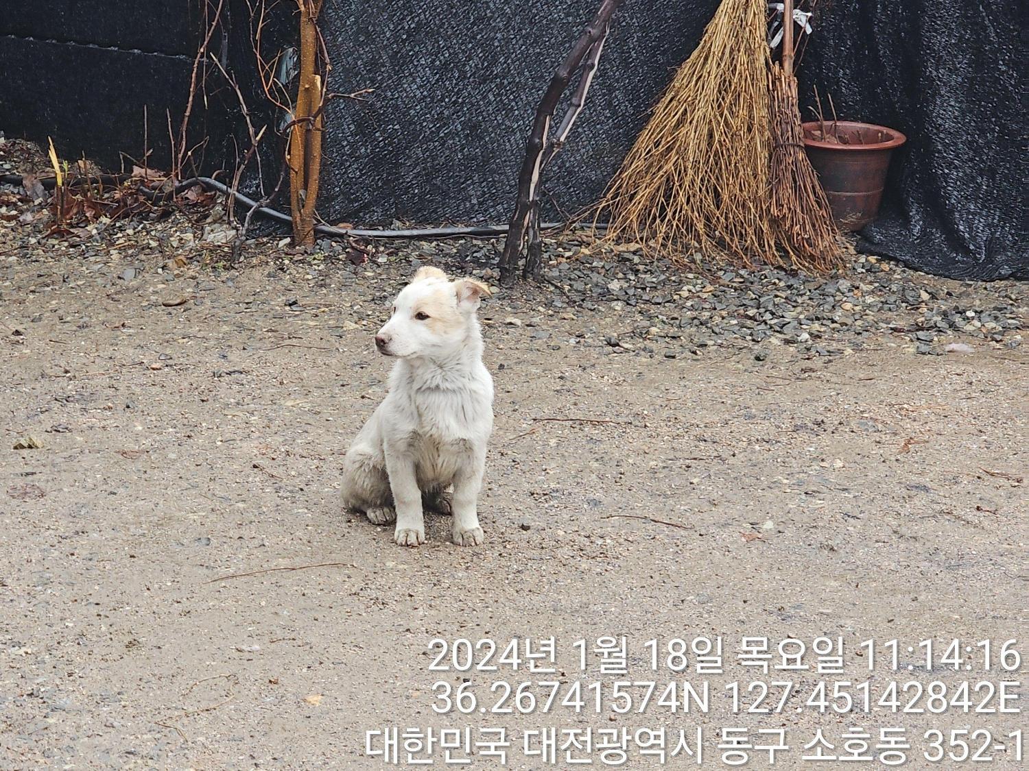 대전동물보호센터_430364202400012