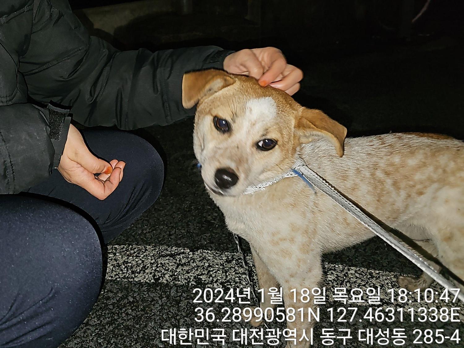 대전동물보호센터_430364202400015