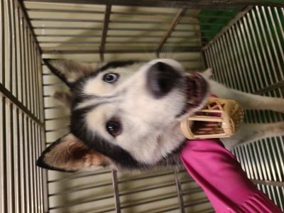 누리동물병원_426330202400003