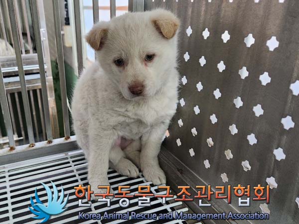 한국동물구조관리협회_441406202400092