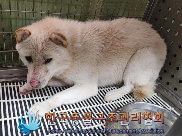 종료(안락사) 믹스…