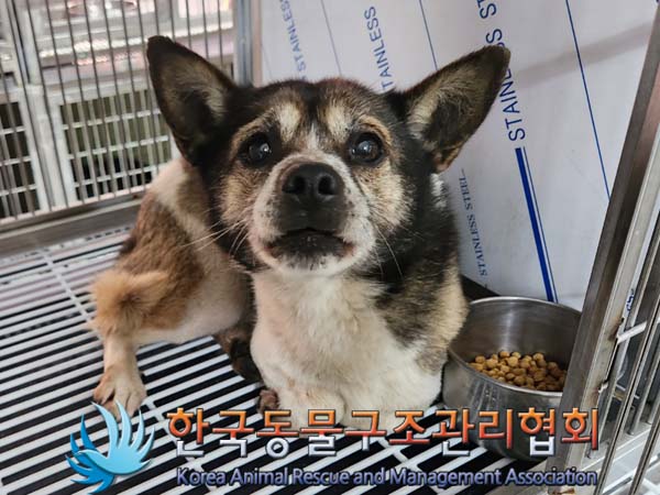 한국동물구조관리협회_441560202400037