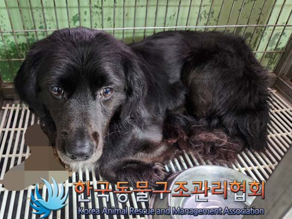 보호중 믹스견의 가…