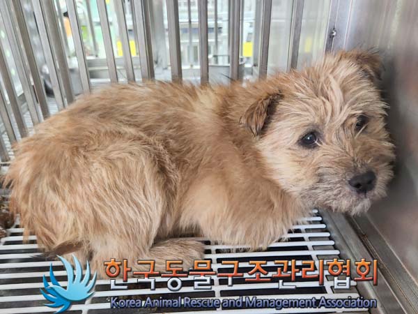 한국동물구조관리협회_441409202400048