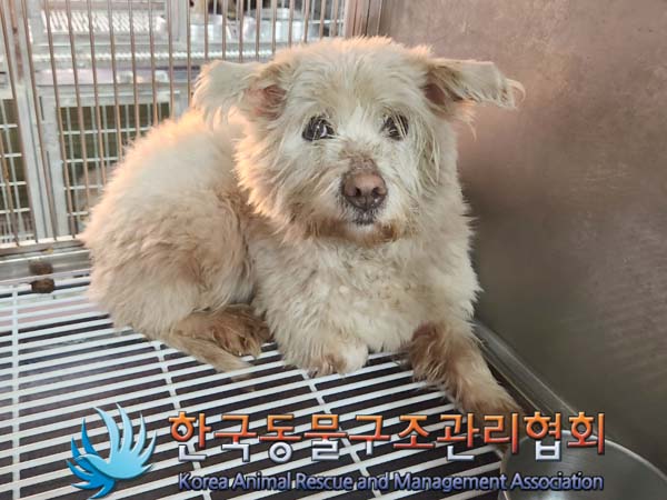 한국동물구조관리협회_441560202400036