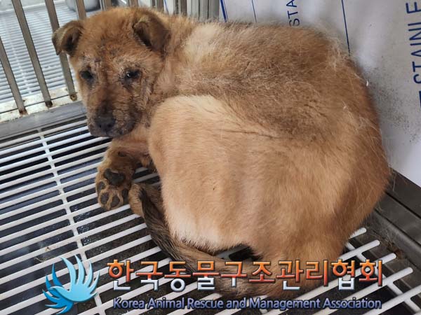 한국동물구조관리협회_441409202400049