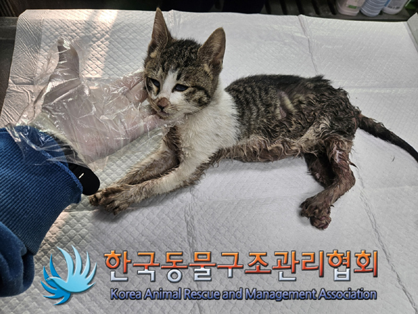 한국동물구조관리협회_441392202400013