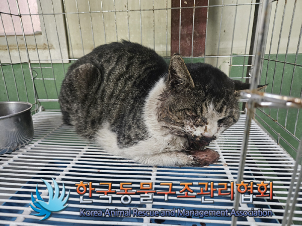 한국동물구조관리협회_441406202400089