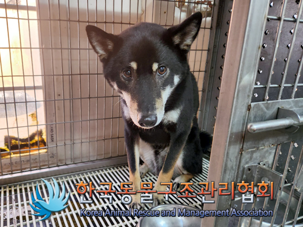한국동물구조관리협회_411301202400004