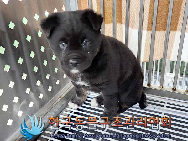 한국동물구조관리협회_441406202400090