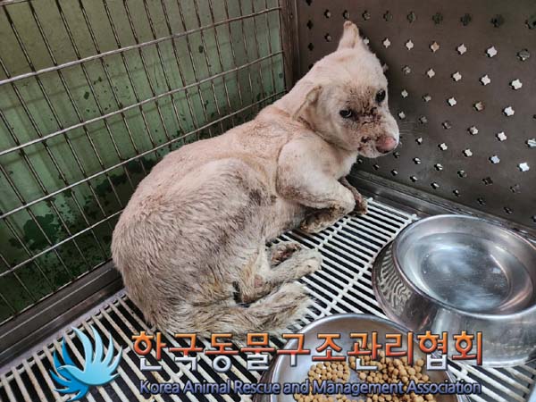 한국동물구조관리협회_441560202400035