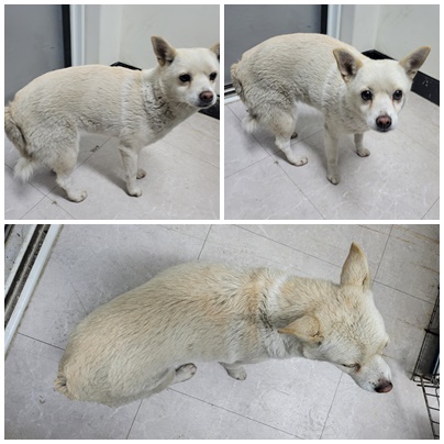 논산시 동물보호센터_444454202400051