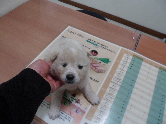 강현림동물병원_411320202400020