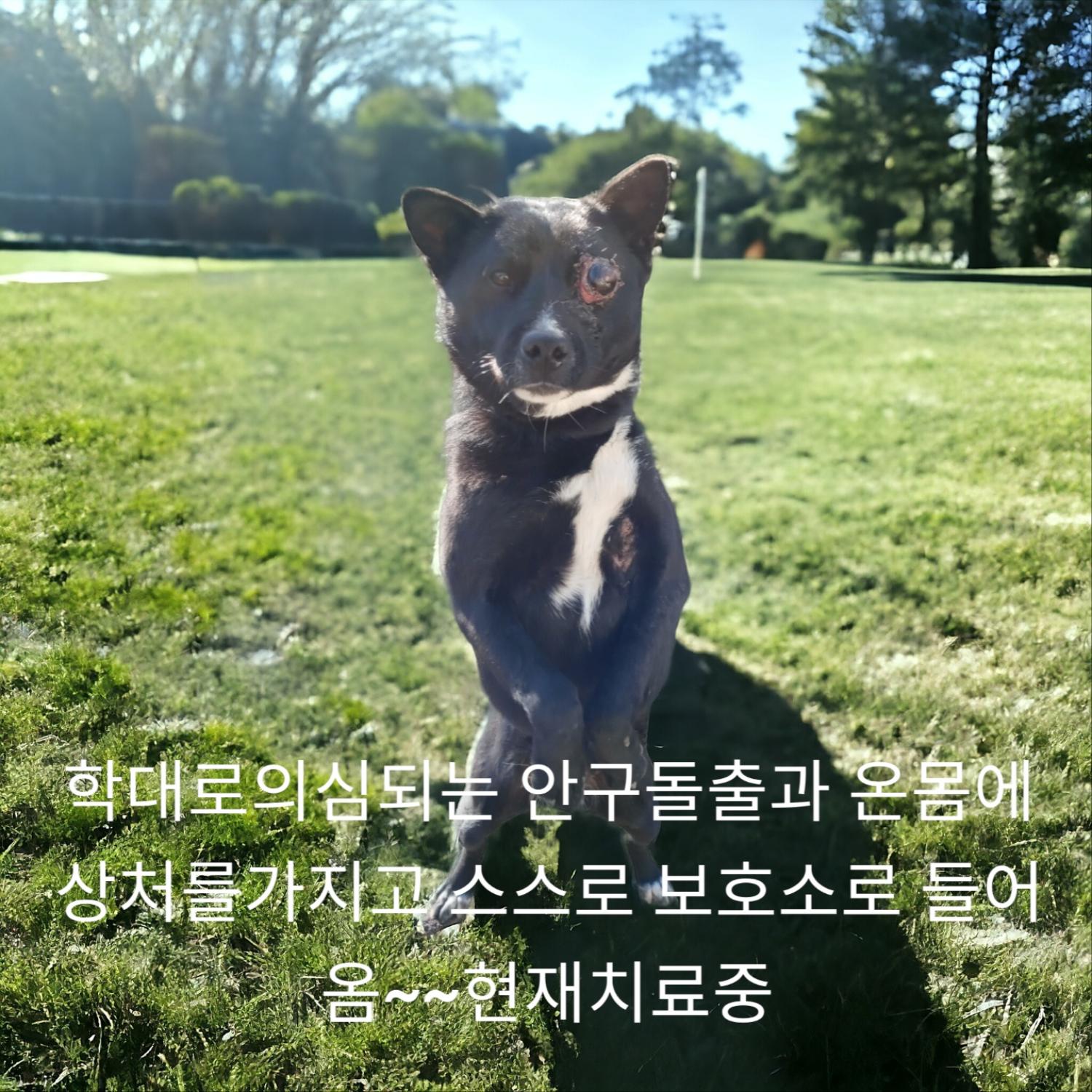 성주유기동물보호센터_447521202400032
