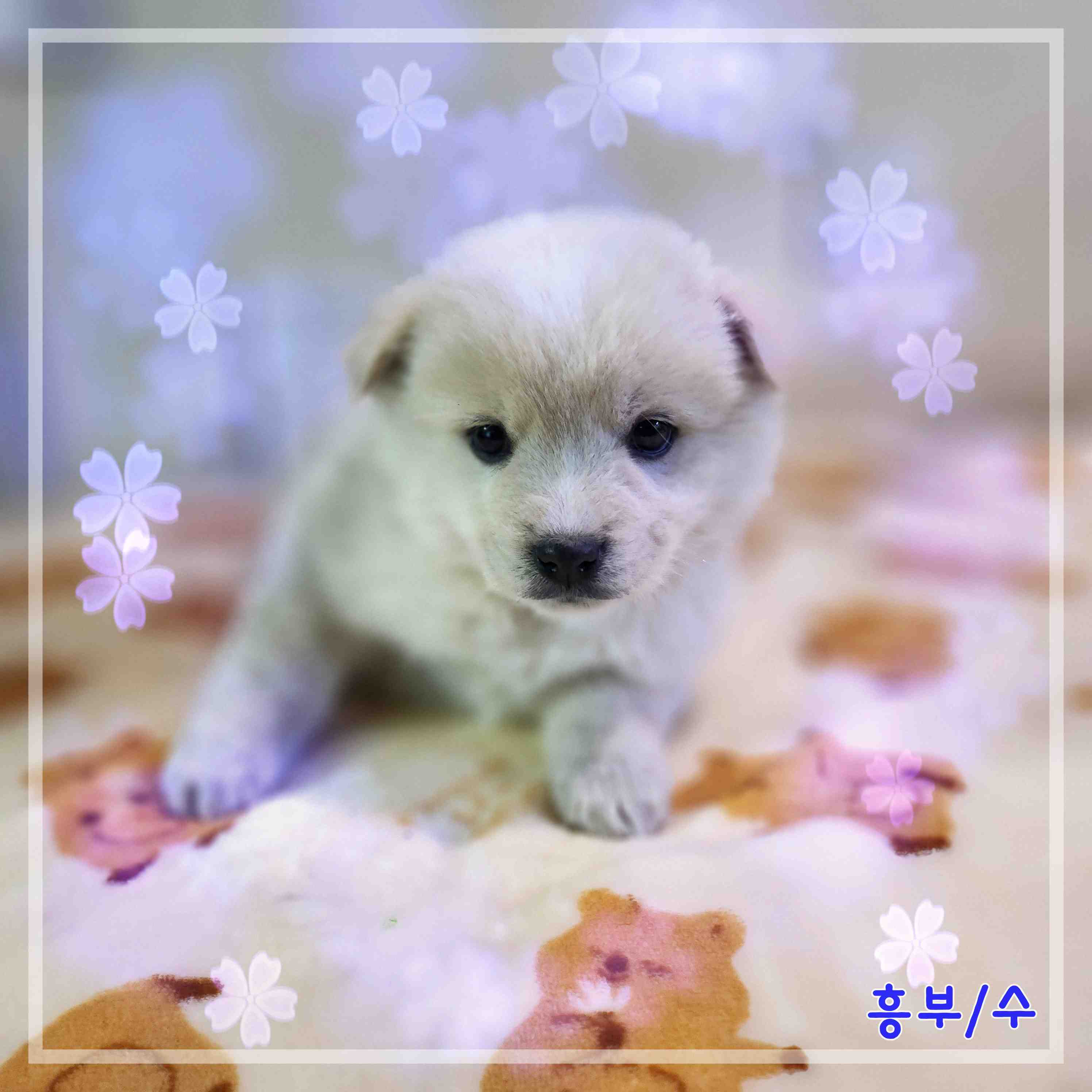 군산유기동물보호센터_445467202400107