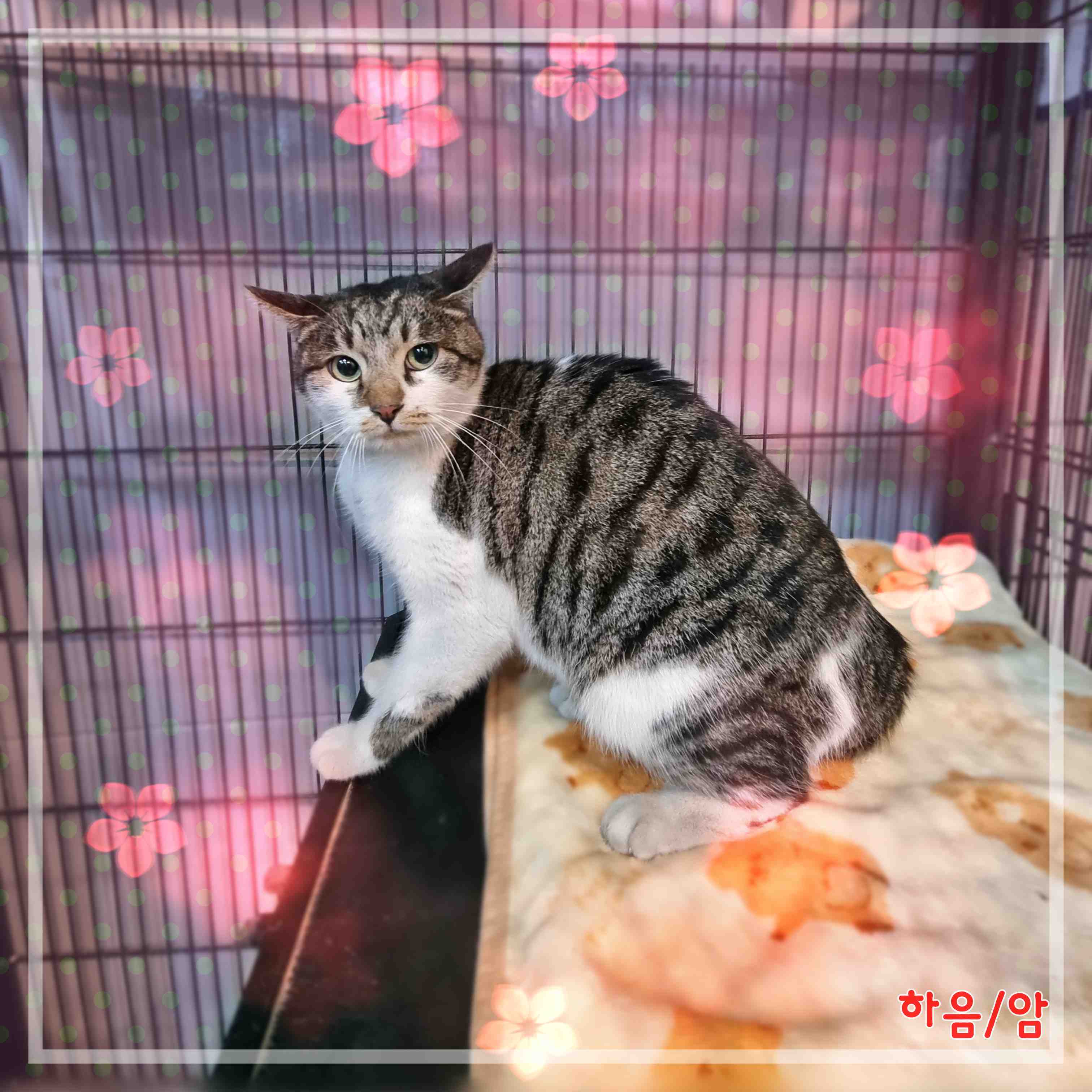군산유기동물보호센터_445467202400109