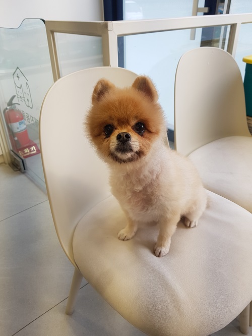 조재진동물병원_428354202400029
